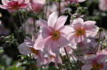 Anemone japonica - The Japanese Anemone